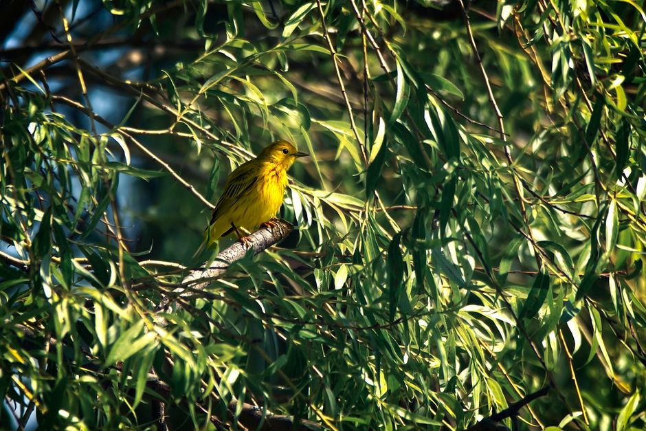 A vibrant yellow warbler perched amidst green leaves on a sunny day.