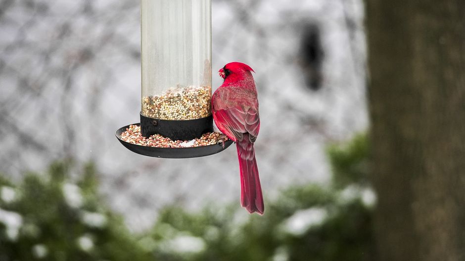 A bright red cardinal perched on a bird feeder in a snowy winter garden setting.